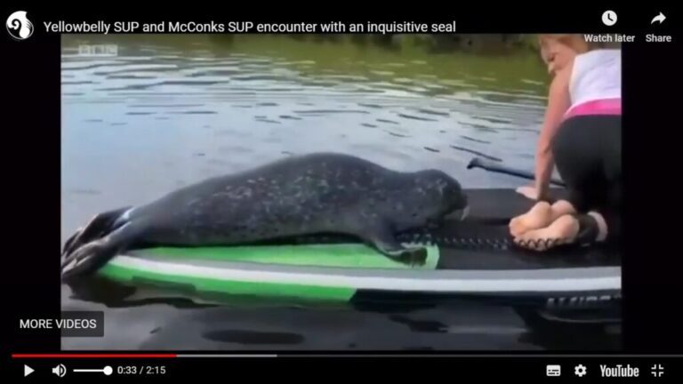 Read more about the article Seals and SUPs – Yellowbelly SUP School’s viral close encounter.