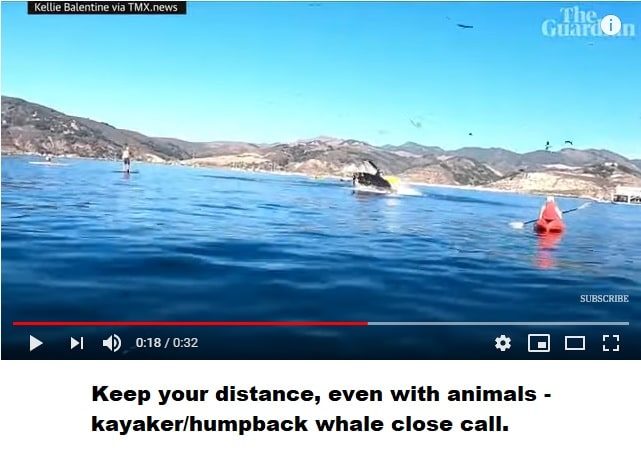 Read more about the article Keep your distance, even with animals – kayaker/humpback whale close call.