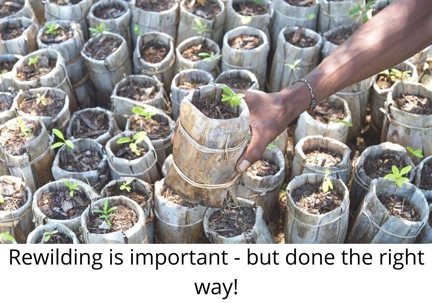 You are currently viewing Planting trees is important – but done the right way!